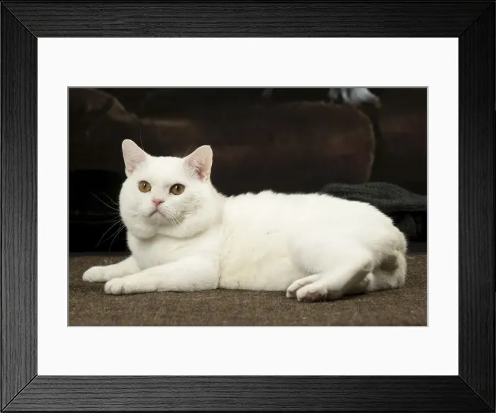 Framed Print : Picture No. 12010094 Framed Print : Picture No. 12010094