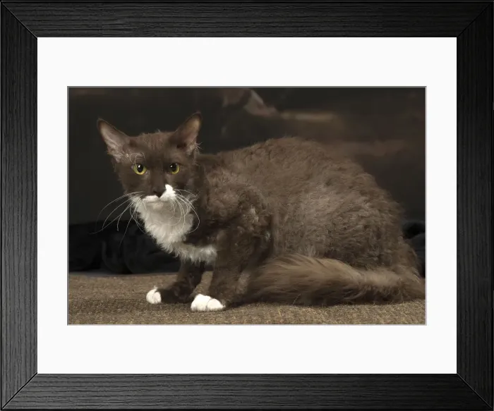 Framed Print : Picture No. 12010096