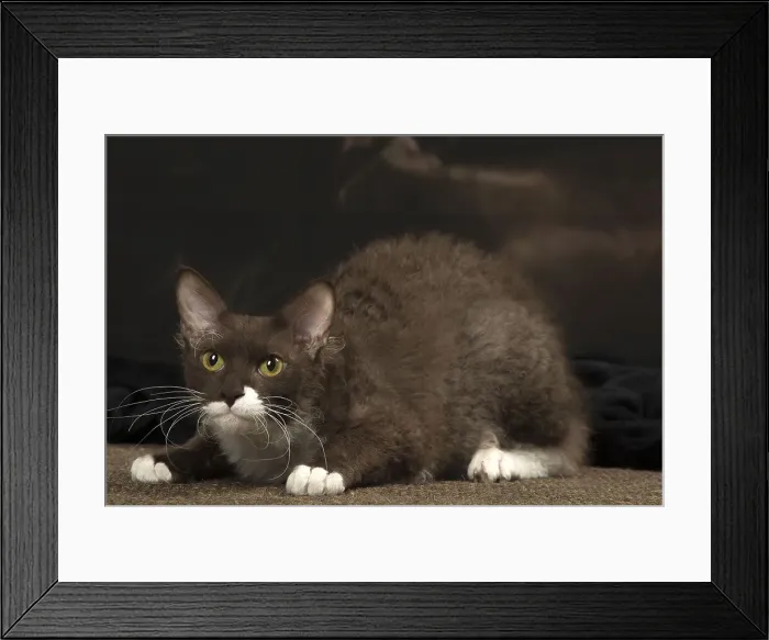 Framed Print : Picture No. 12010097 Framed Print : Picture No. 12010097