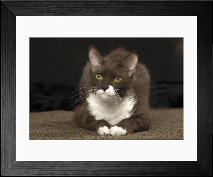 Framed Print : Picture No. 12010098 Framed Print : Picture No. 12010098