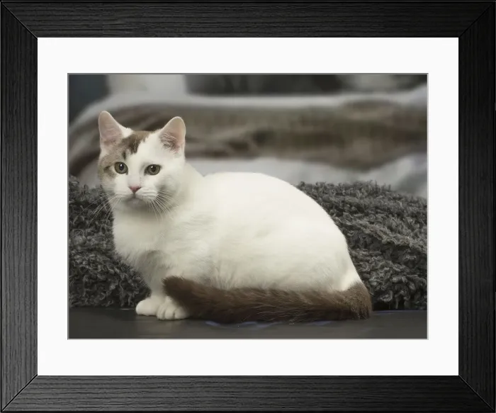 Framed Print : Picture No. 12010099 Framed Print : Picture No. 12010099