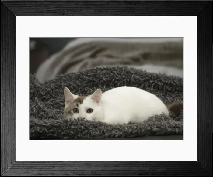 Framed Print : Picture No. 12010100 Framed Print : Picture No. 12010100