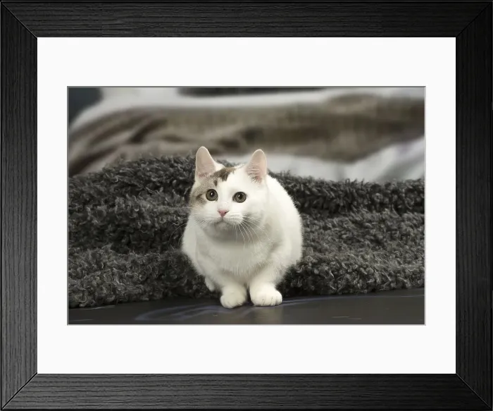 Framed Print : Picture No. 12010101 Framed Print : Picture No. 12010101
