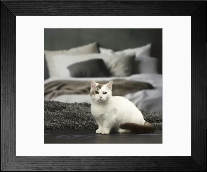 Framed Print : Picture No. 12010102 Framed Print : Picture No. 12010102
