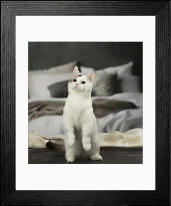 Framed Print : Picture No. 12010104 Framed Print : Picture No. 12010104