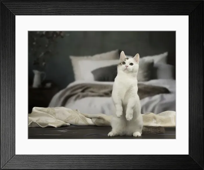 Framed Print : Picture No. 12010105 Framed Print : Picture No. 12010105
