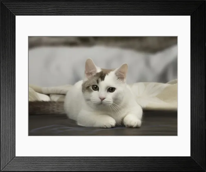 Framed Print : Picture No. 12010107 Framed Print : Picture No. 12010107