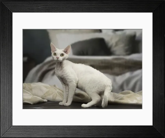 Framed Print : Picture No. 12010108 Framed Print : Picture No. 12010108