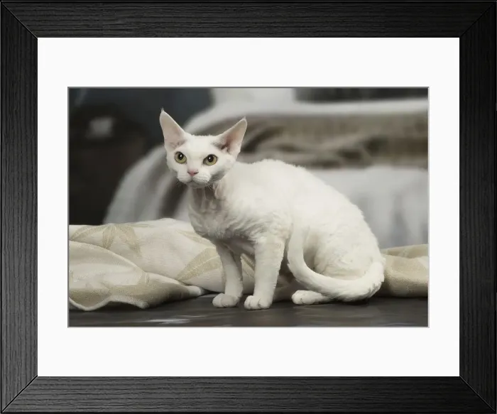 Framed Print : Picture No. 12010109 Framed Print : Picture No. 12010109
