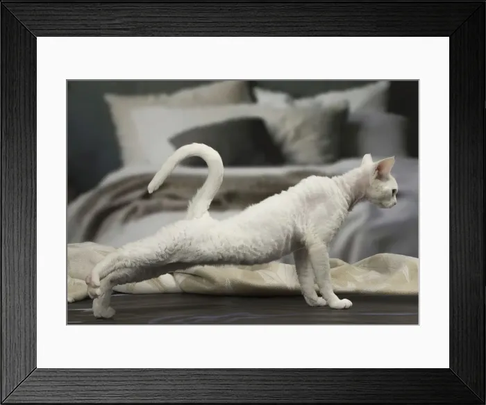 Framed Print : Picture No. 12010110 Framed Print : Picture No. 12010110