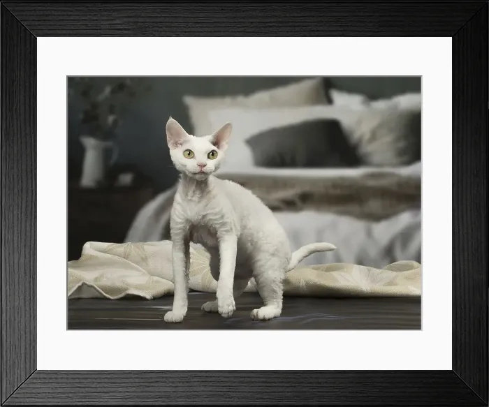 Framed Print : Picture No. 12010112 Framed Print : Picture No. 12010112
