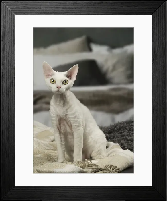 Framed Print : Picture No. 12010113 Framed Print : Picture No. 12010113