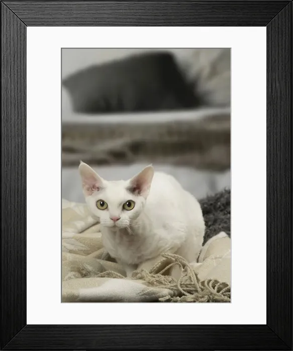 Framed Print : Picture No. 12010114 Framed Print : Picture No. 12010114