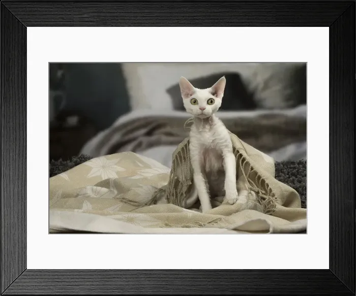 Framed Print : Picture No. 12010115 Framed Print : Picture No. 12010115