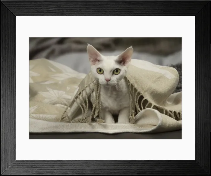 Framed Print : Picture No. 12010116 Framed Print : Picture No. 12010116