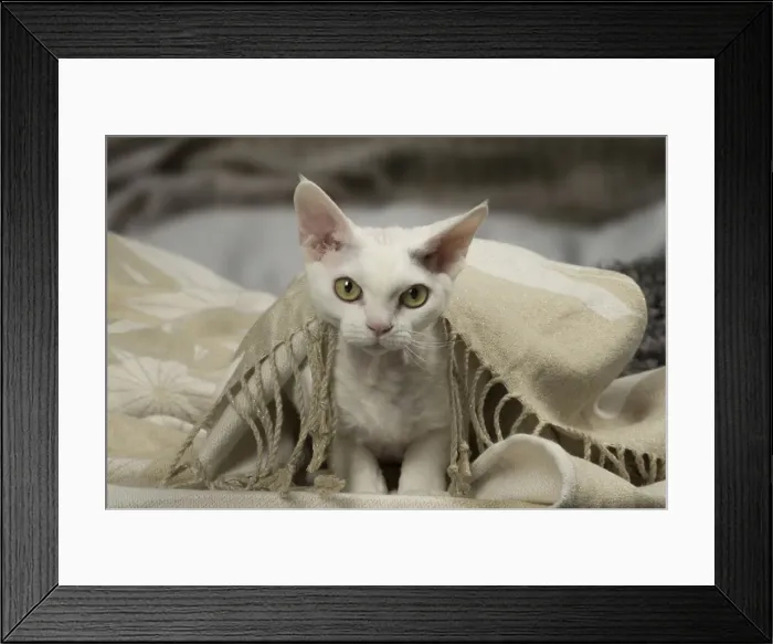 Framed Print : Picture No. 12010117 Framed Print : Picture No. 12010117