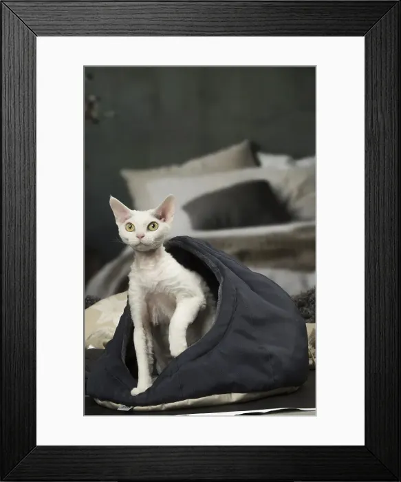 Framed Print : Picture No. 12010118 Framed Print : Picture No. 12010118