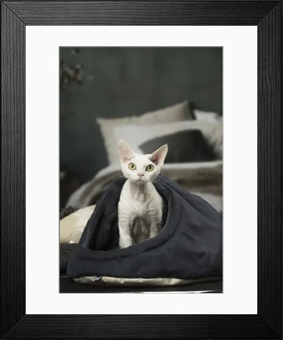 Framed Print : Picture No. 12010119 Framed Print : Picture No. 12010119