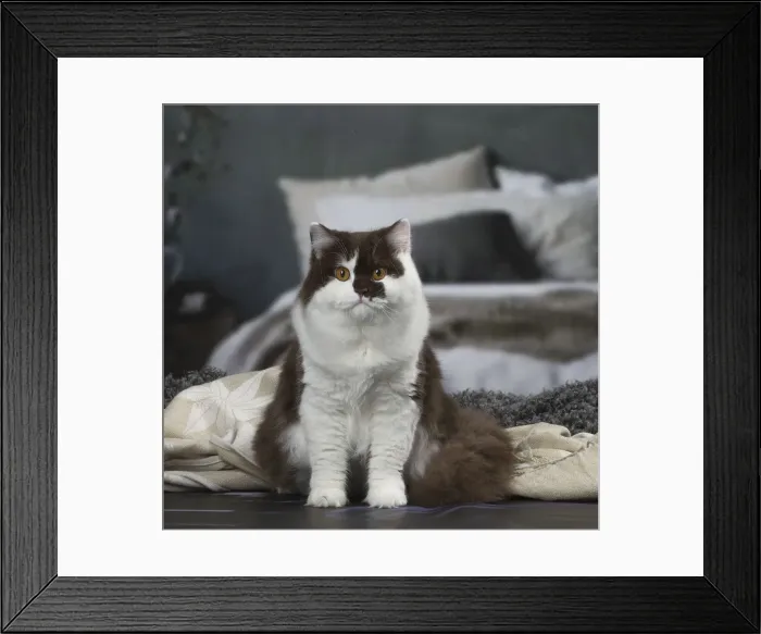 Framed Print : Picture No. 12010120 Framed Print : Picture No. 12010120