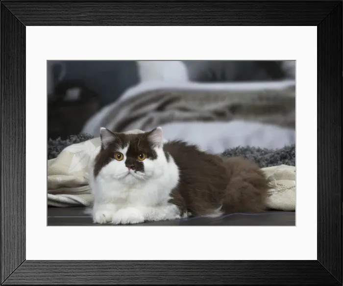 Framed Print : Picture No. 12010121 Framed Print : Picture No. 12010121