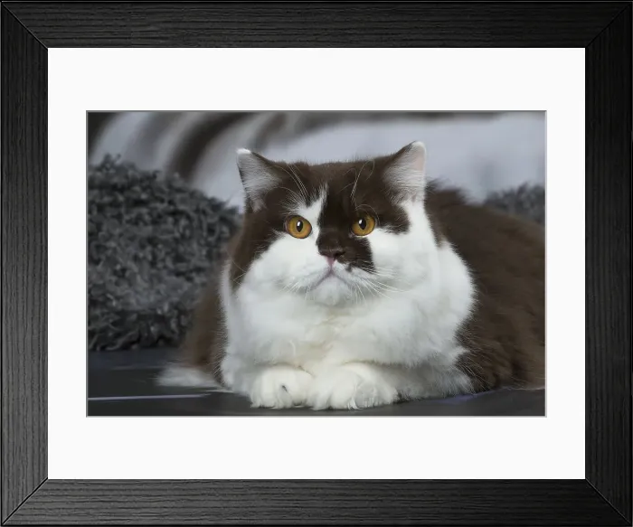 Framed Print : Picture No. 12010122 Framed Print : Picture No. 12010122