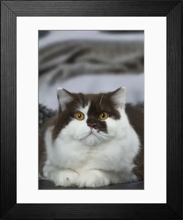 Framed Print : Picture No. 12010123 Framed Print : Picture No. 12010123