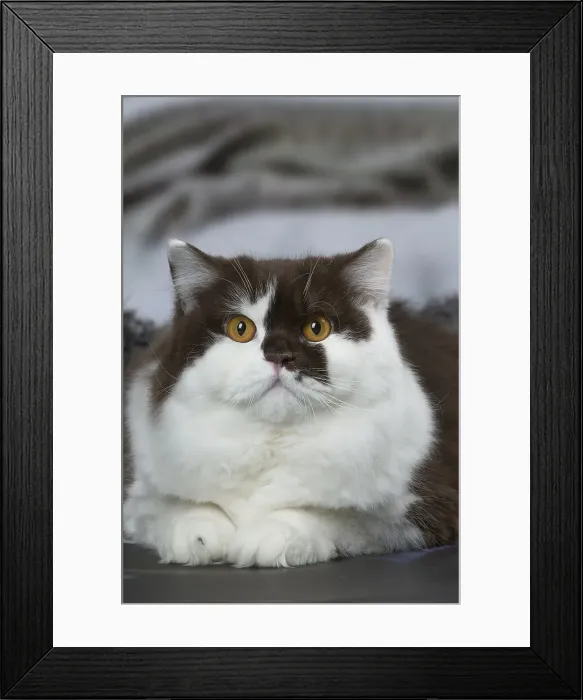 Framed Print : Picture No. 12010124 Framed Print : Picture No. 12010124