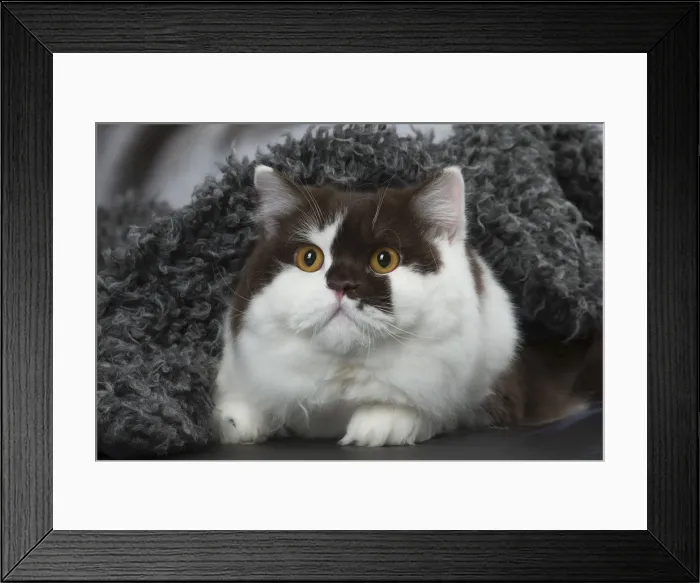 Framed Print : Picture No. 12010125 Framed Print : Picture No. 12010125