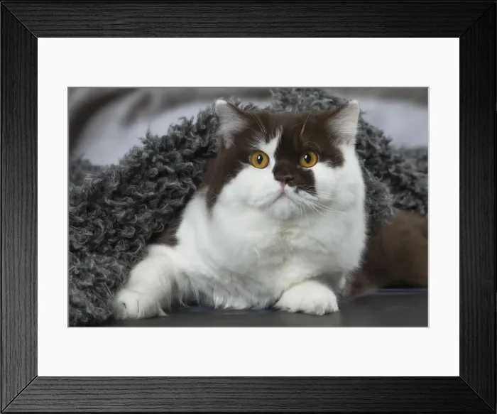 Framed Print : Picture No. 12010126 Framed Print : Picture No. 12010126