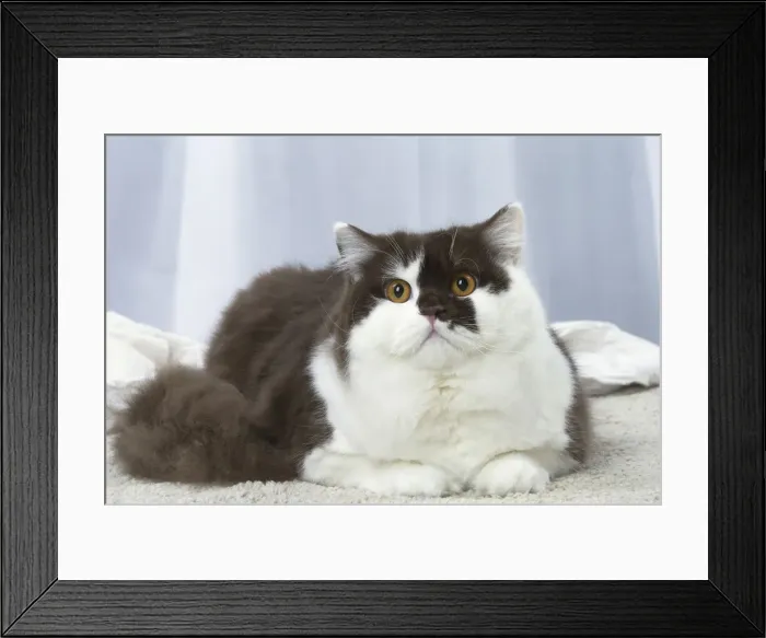Framed Print : Picture No. 12010127 Framed Print : Picture No. 12010127