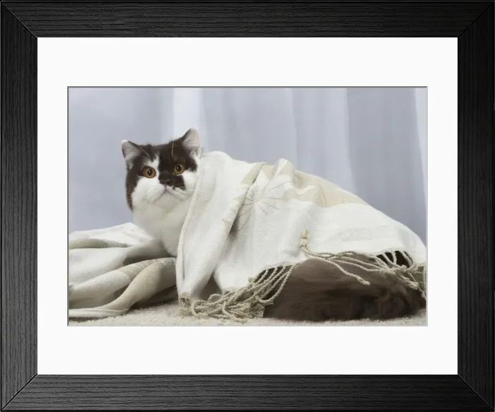 Framed Print : Picture No. 12010128 Framed Print : Picture No. 12010128
