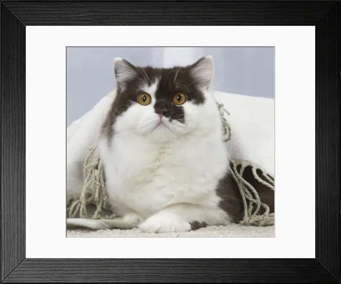 Framed Print : Picture No. 12010129 Framed Print : Picture No. 12010129