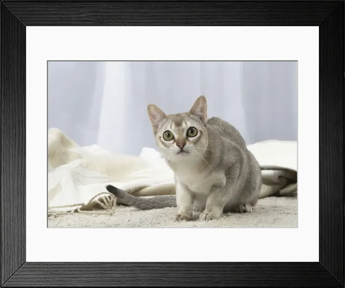 Framed Print : Picture No. 12010130 Framed Print : Picture No. 12010130