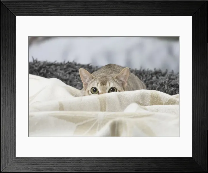 Framed Print : Picture No. 12010132 Framed Print : Picture No. 12010132
