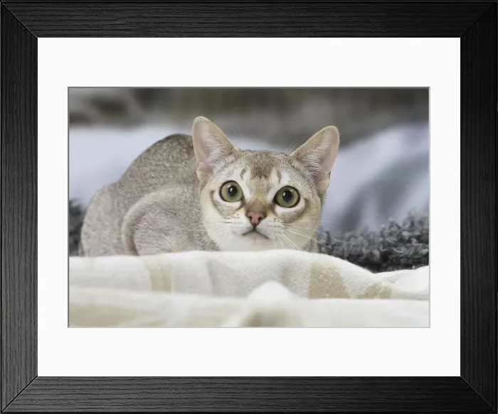 Framed Print : Picture No. 12010133 Framed Print : Picture No. 12010133