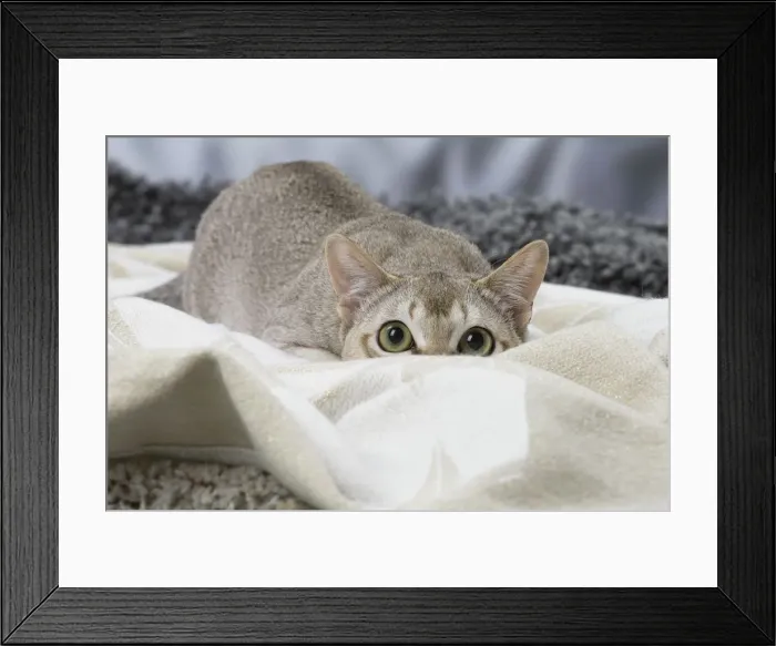 Framed Print : Picture No. 12010135 Framed Print : Picture No. 12010135