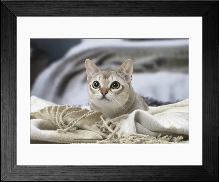 Framed Print : Picture No. 12010136 Framed Print : Picture No. 12010136