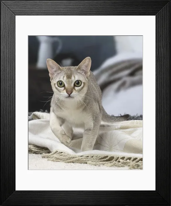 Framed Print : Picture No. 12010138 Framed Print : Picture No. 12010138