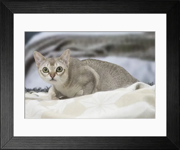 Framed Print : Picture No. 12010139 Framed Print : Picture No. 12010139