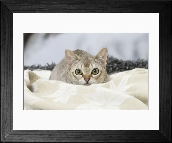 Framed Print : Picture No. 12010140 Framed Print : Picture No. 12010140