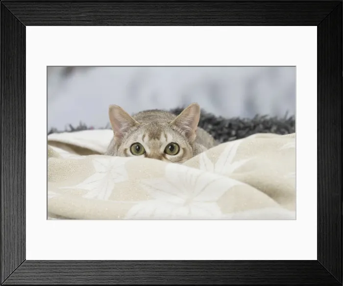 Framed Print : Picture No. 12010141 Framed Print : Picture No. 12010141