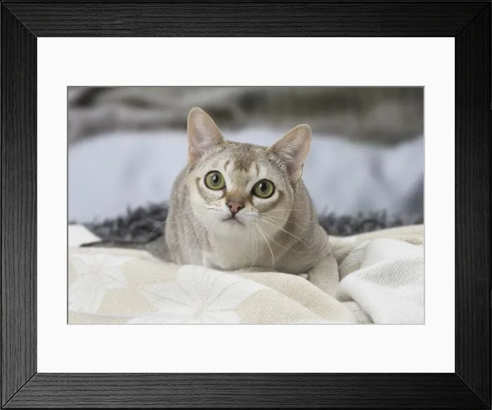 Framed Print : Picture No. 12010142 Framed Print : Picture No. 12010142