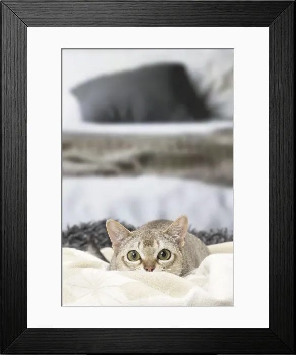 Framed Print : Picture No. 12010143 Framed Print : Picture No. 12010143