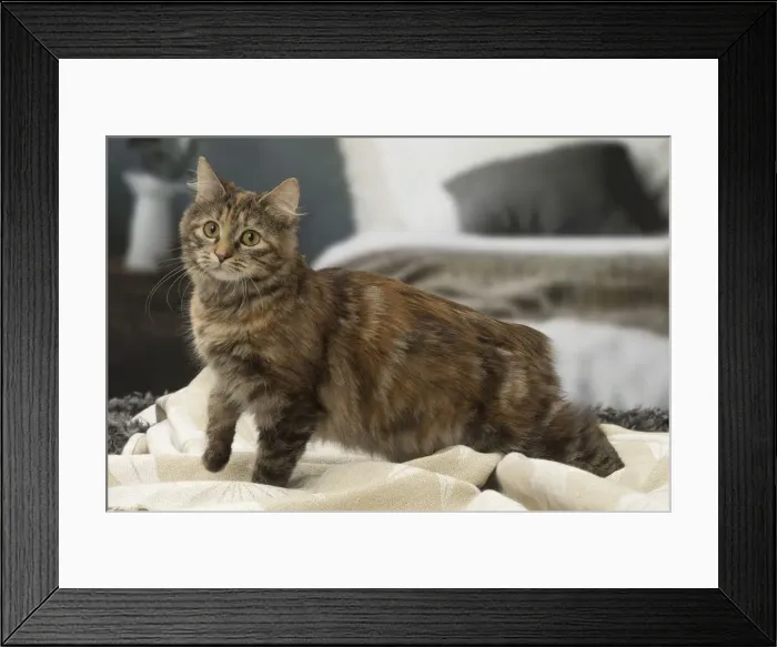 Framed Print : Picture No. 12010144