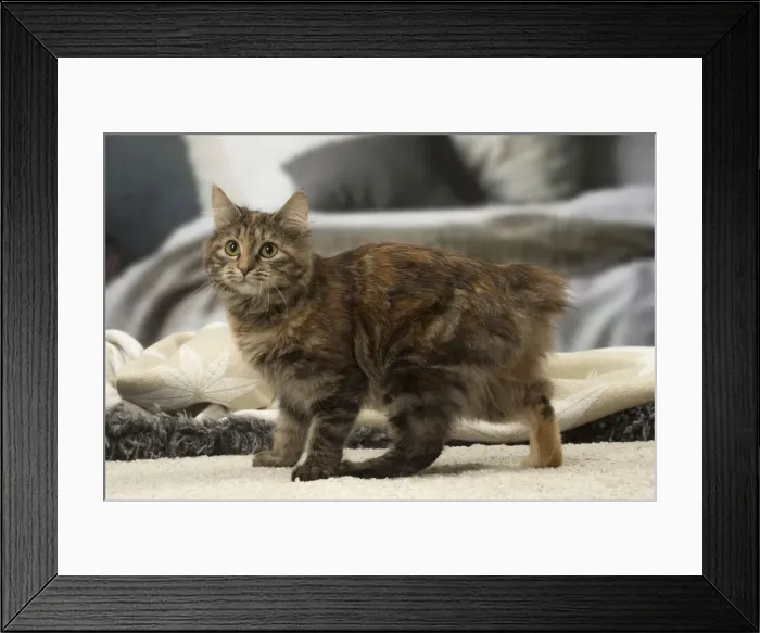 Framed Print : Picture No. 12010145 Framed Print : Picture No. 12010145