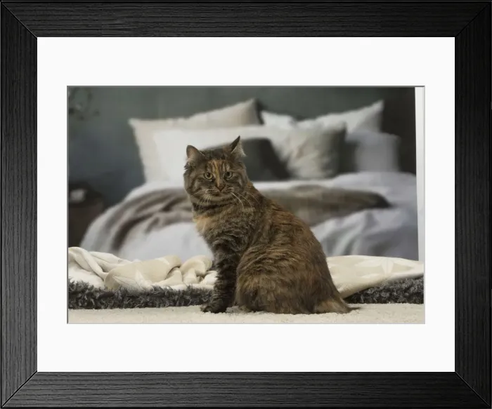 Framed Print : Picture No. 12010146 Framed Print : Picture No. 12010146