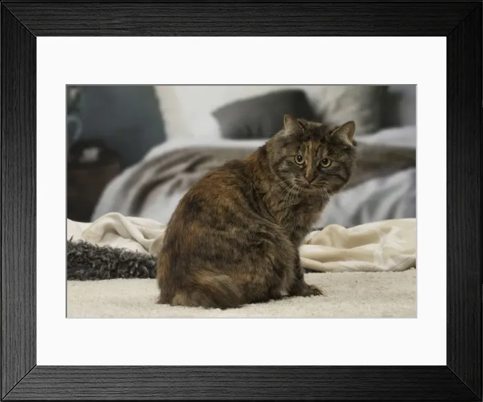 Framed Print : Picture No. 12010147 Framed Print : Picture No. 12010147