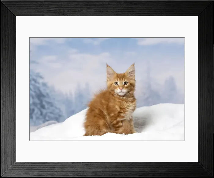 Framed Print : Picture No. 12010148 Framed Print : Picture No. 12010148