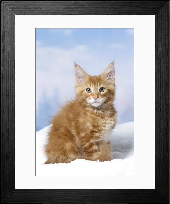 Framed Print : Picture No. 12010149 Framed Print : Picture No. 12010149