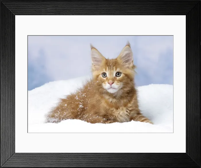 Framed Print : Picture No. 12010152 Framed Print : Picture No. 12010152